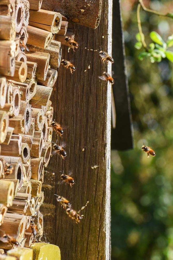 - Hotel à insectes, abeilles solitaires et osmies