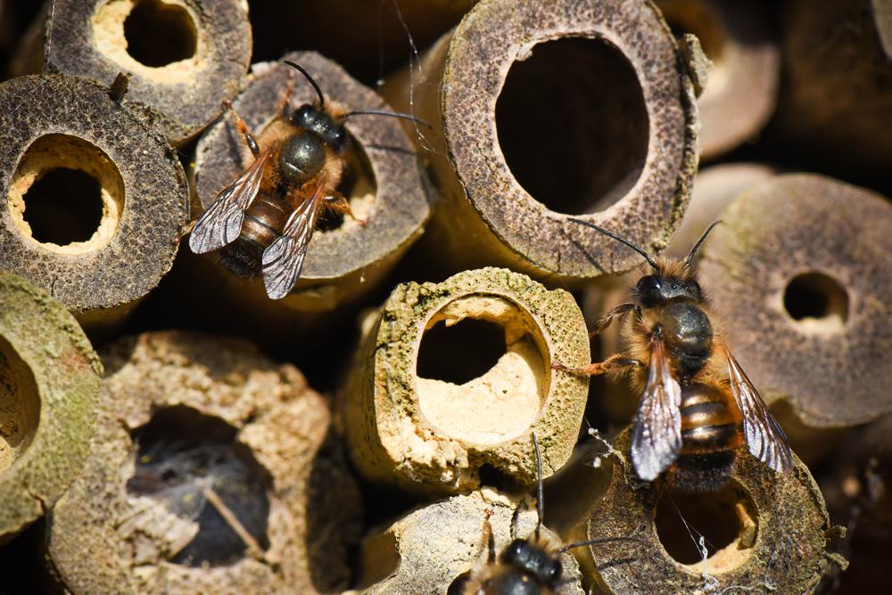 - Hotel à insectes, abeilles solitaires et osmies