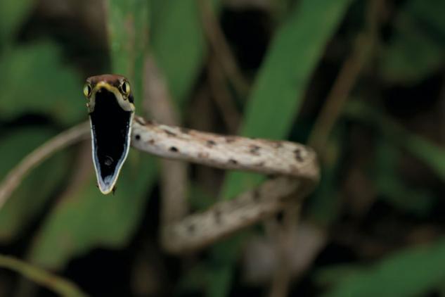 Serpent liane