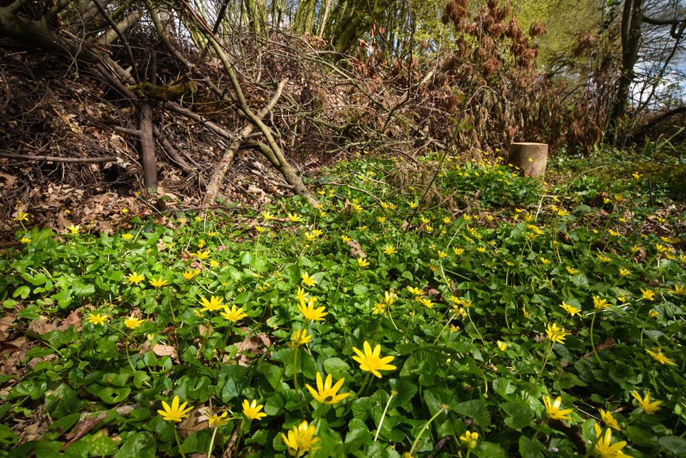 Haie de bois mort, végétation spontanée