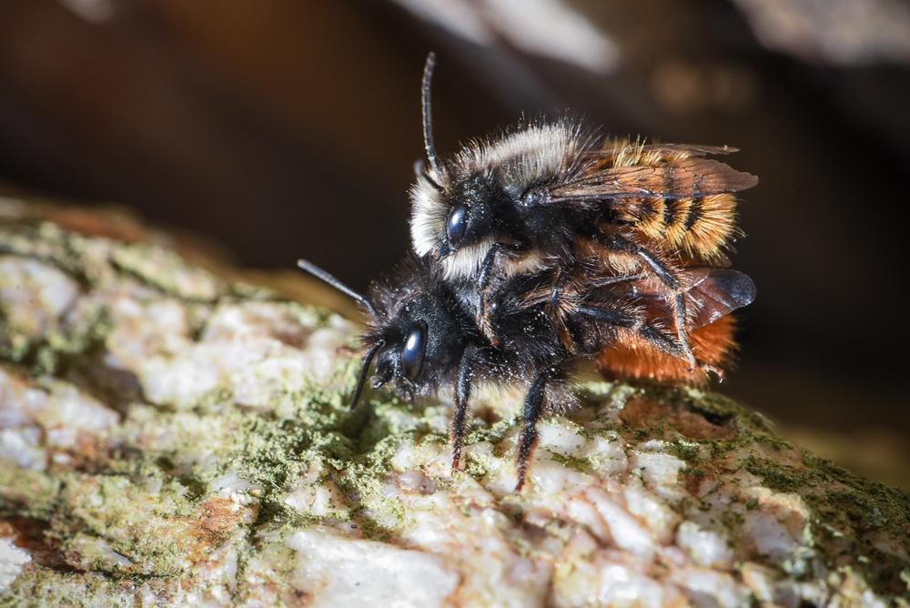 - Hotel à insectes, abeilles solitaires et osmies