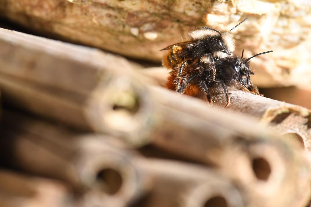 - Hotel à insectes, abeilles solitaires et osmies