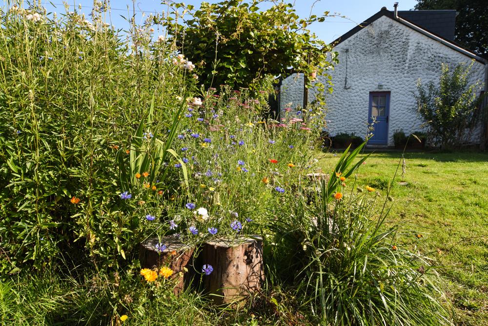 Prairie fleurie